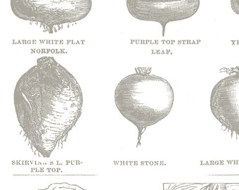 Pumpkin Patch Gray Vintage Veggies