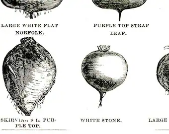 Pumpkin Patch Black Vintage Veggies